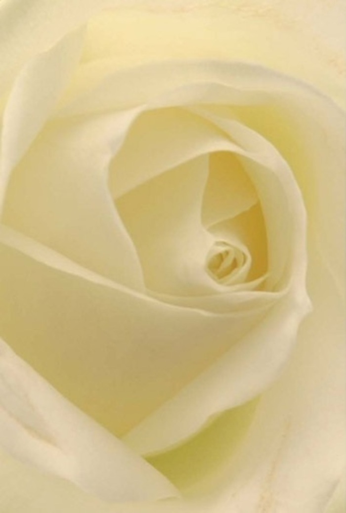 Observed from up close, this classic white rose reveals layer upon layer of satiny petals, each folding softly into the next to create a sense of quiet sophistication at the heart of Wandsworth's floral tradition. Shades of pure white melt seamlessly into creamy undertones, echoing the gentle, natural light that streams through local windows on a peaceful afternoon. The interplay of light and shadow across the matte petals gives the entire bloom a luminous, almost glowing quality-as though it holds a secret warmth inside, reminiscent of tranquil moments spent along the Thames path. As a florist rooted in Wandsworth, I see this bloom as both an emblem of pristine beauty and an ideal gift for life's most poignant occasions: memorials, wedding centrepieces, or unexpected gestures of apology. The precision of the spiral at its centre speaks to enduring love and quiet resilience, while the wispy, translucent outer petals nod to the fragility of emotion itself. There is a gentle cleanliness to this rose-a clean, serene fragrance and a purity of form that transcends fleeting trends. Each petal seems to embody the consideration with which it was placed, inviting admiration from all who encounter it. For those wishing to send a message of sincerity or renewal anywhere throughout Wandsworth-from Earlsfield to East Hill-this rose is a perpetual reminder of grace and artistry.